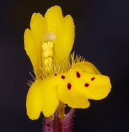 Image of <i>Mimulus pulsiferae</i>