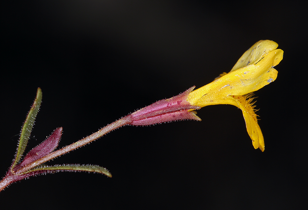 Plancia ëd <i>Mimulus pulsiferae</i>