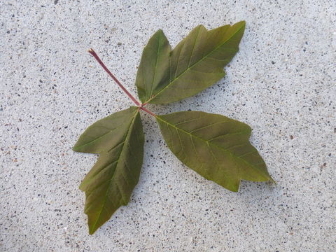 Acer triflorum var. leiopodum Hand.-Mazz.的圖片