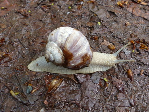 Image of Burgundy snail