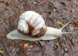 Imagem de Helix pomatia Linnaeus 1758