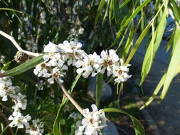 Image of Willow myrtle