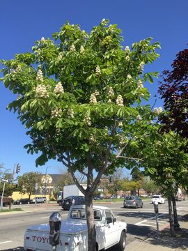 Image of European horse chestnut