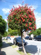 Image of crimson bottlebrush