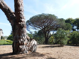 Plancia ëd Pinus pinea L.