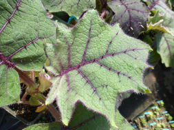 Image of naranjilla