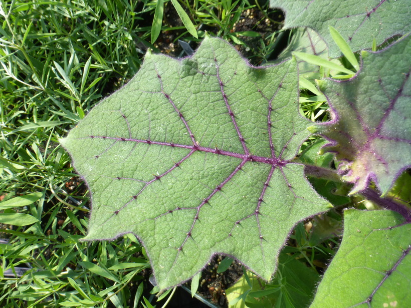 Image of naranjilla