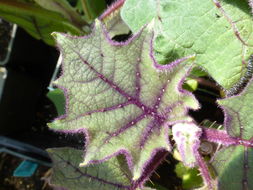 Image of naranjilla