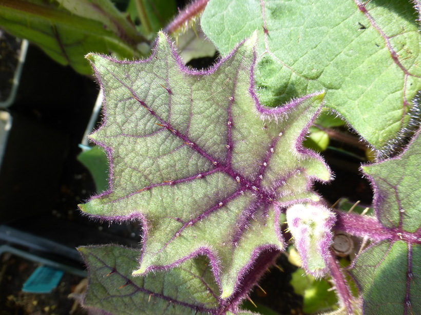 Image of naranjilla