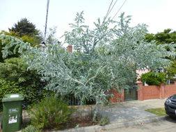 Plancia ëd Acacia podalyriifolia A. Cunn. ex G. Don