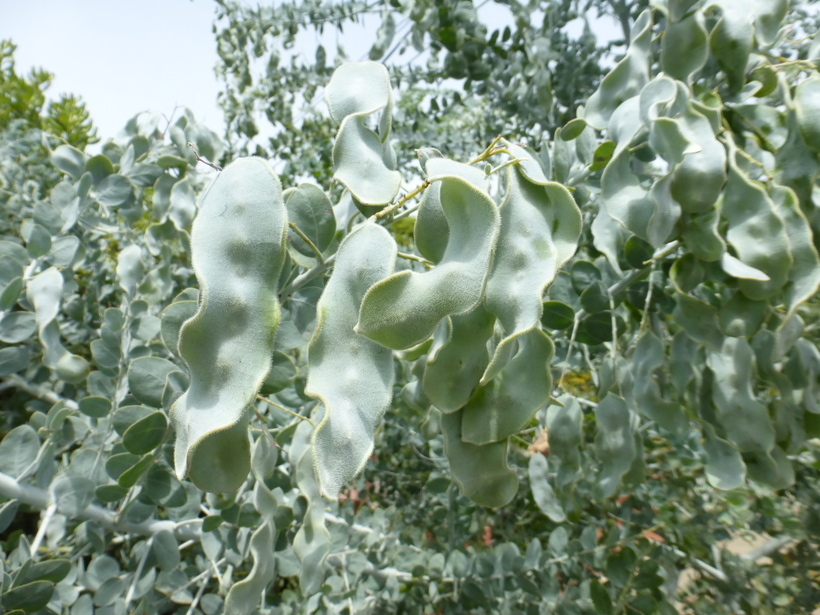 Plancia ëd Acacia podalyriifolia A. Cunn. ex G. Don