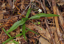 Слика од Moehringia macrophylla (Hook.) Fenzl