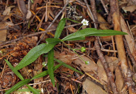 Image of largeleaf sandwort