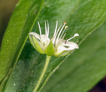 Слика од Moehringia macrophylla (Hook.) Fenzl