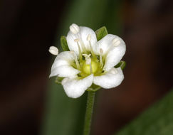 Слика од Moehringia macrophylla (Hook.) Fenzl