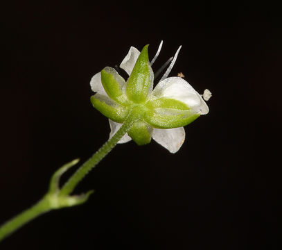 Plancia ëd Moehringia macrophylla (Hook.) Fenzl