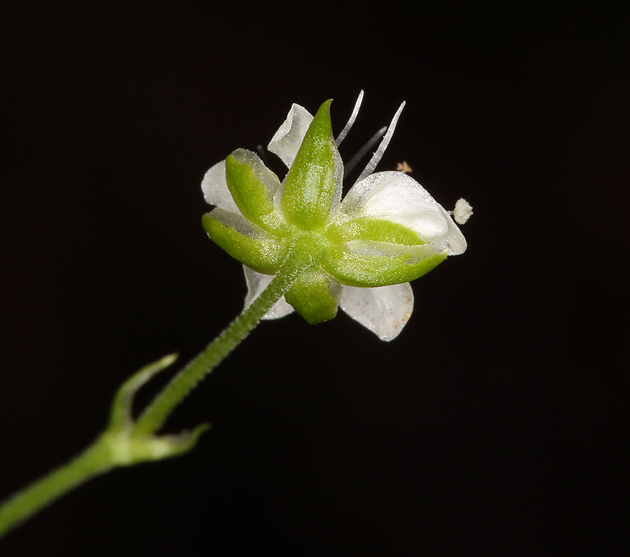 Слика од Moehringia macrophylla (Hook.) Fenzl