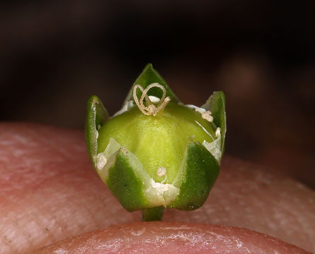 Plancia ëd Moehringia macrophylla (Hook.) Fenzl