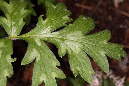 Image de Hydrophyllum occidentale (S. Wats.) A. Gray