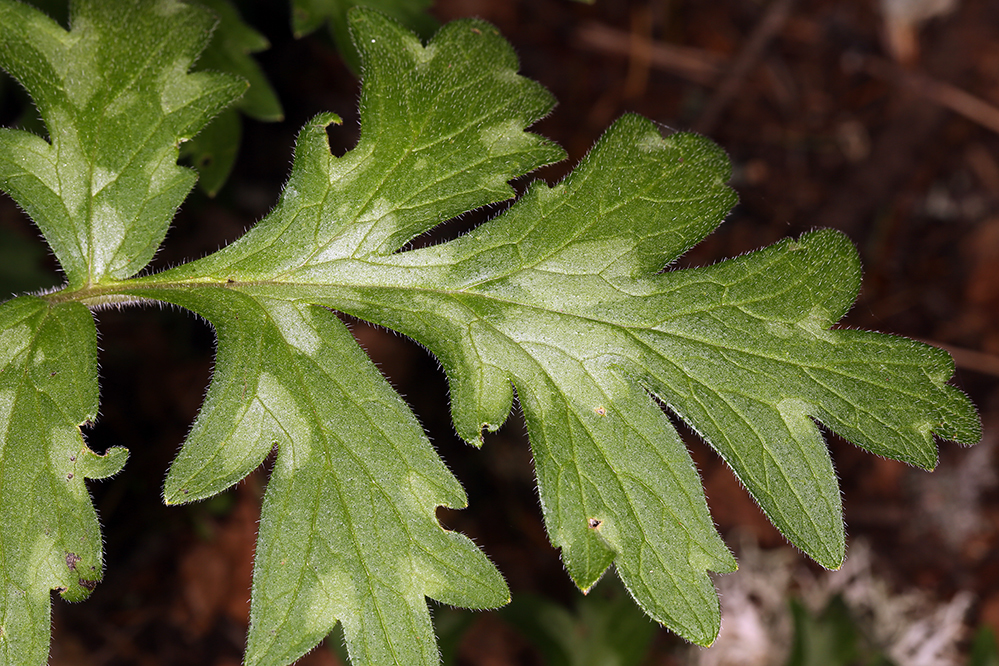 Imagem de Hydrophyllum occidentale (S. Wats.) A. Gray