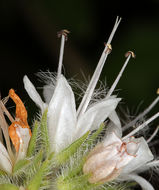 Imagem de Hydrophyllum occidentale (S. Wats.) A. Gray