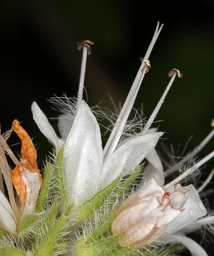 Image of western waterleaf