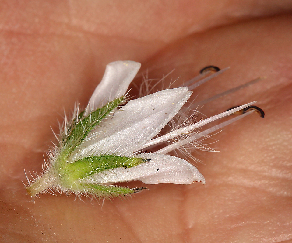 Image de Hydrophyllum occidentale (S. Wats.) A. Gray