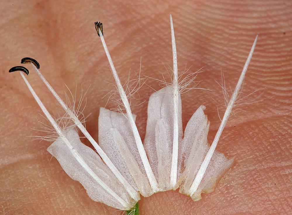 Image of western waterleaf