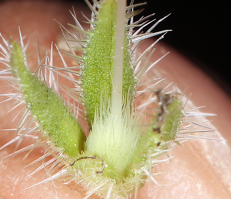 Image of western waterleaf