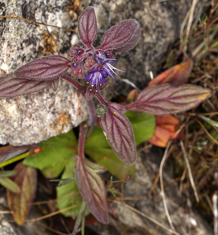 Image of persistentflower phacelia