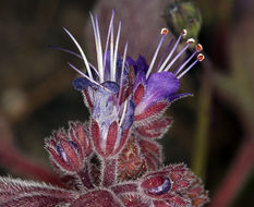 Image of persistentflower phacelia