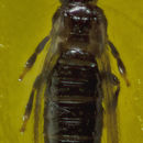 Image de Frankliniella hemerocallis Crawford JC 1948