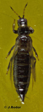 Image of Common thrip