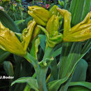 Imagem de Frankliniella hemerocallis Crawford JC 1948