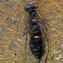 Image de <i>Neodryinus typhlocybae</i>