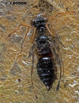 Image of <i>Neodryinus typhlocybae</i>