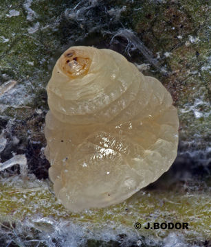 Image de <i>Neodryinus typhlocybae</i>