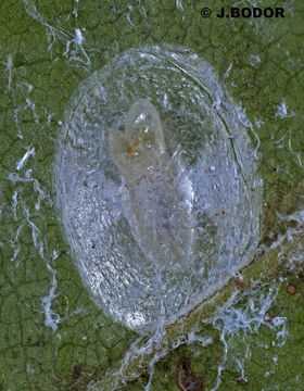 Image of <i>Neodryinus typhlocybae</i>