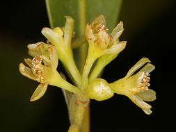 Umbellularia californica (Hook. & Arn.) Nutt. resmi