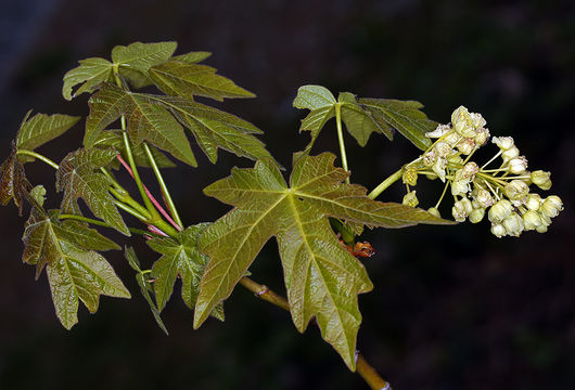 Image of bigleaf maple