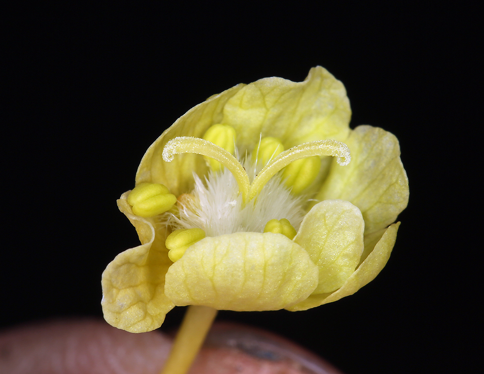 Image of bigleaf maple