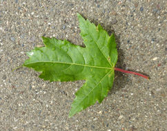 Image of tatarian maple