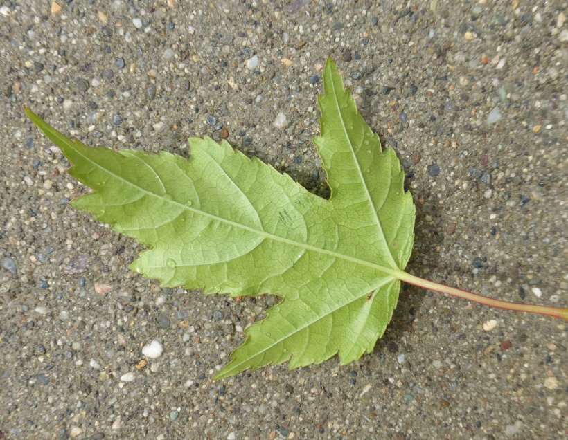 Image of tatarian maple