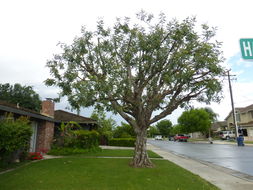 Image of Carob Tree