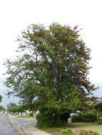 Plancia ëd Grevillea robusta A. Cunn. ex R. Br.