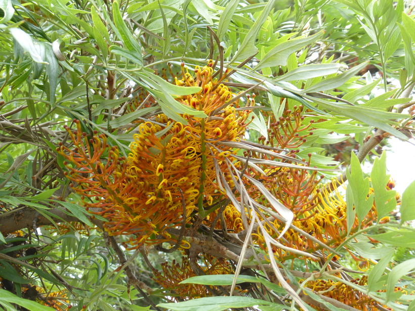 Imagem de Grevillea robusta A. Cunn. ex R. Br.