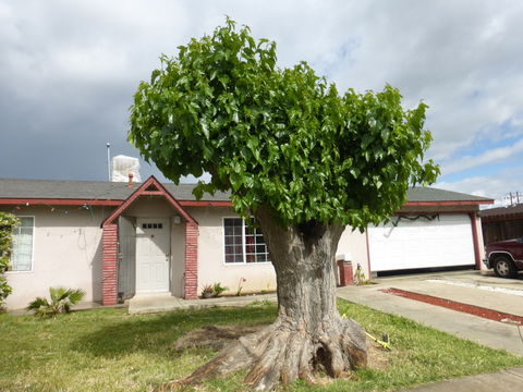 Image of white mulberry