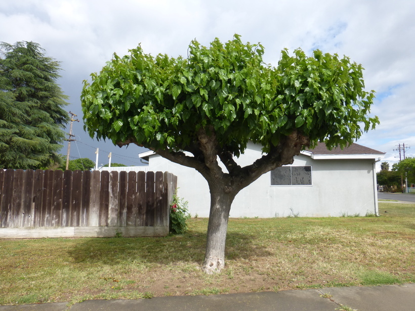 Image of white mulberry