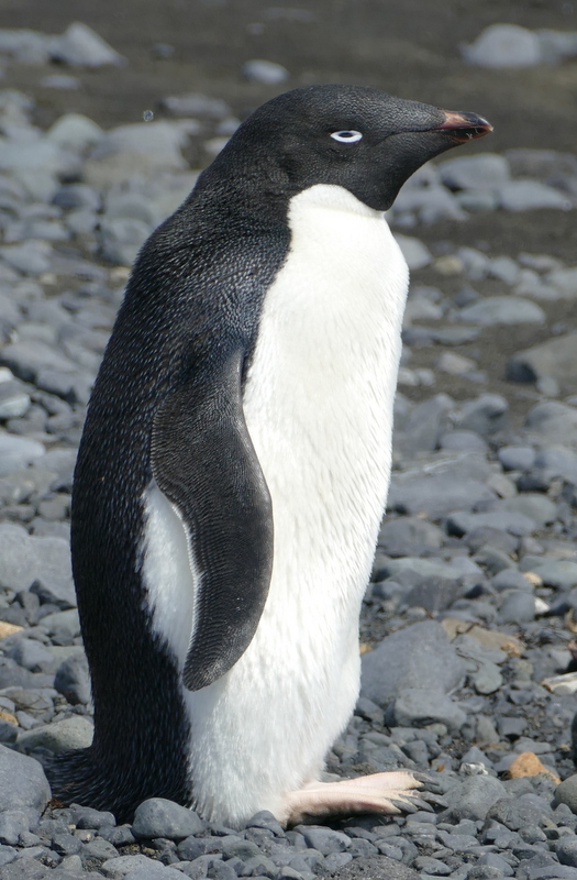 Image of Adelie Penguin