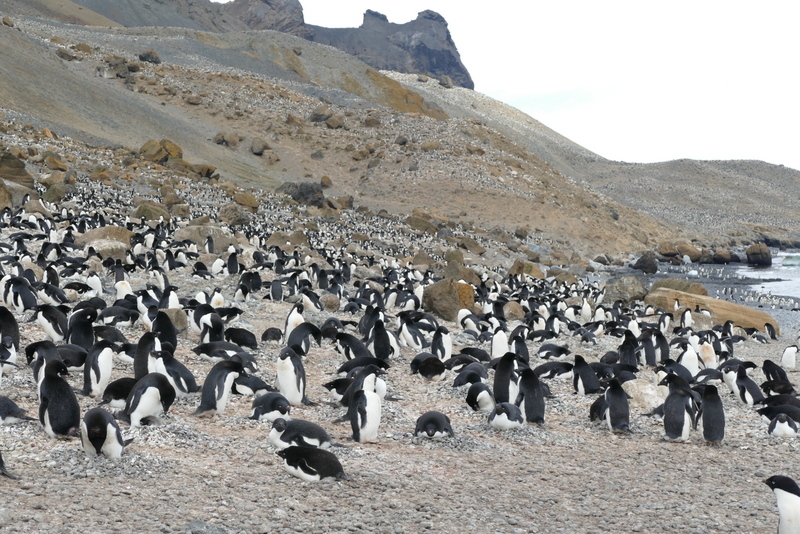 Image of Adelie Penguin